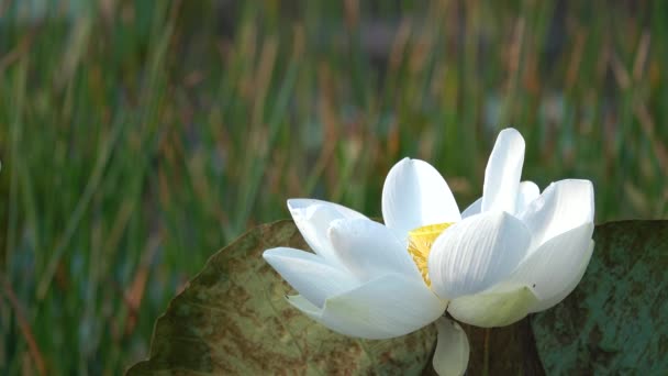 白莲花 版税高品质的免费股票片段白色莲花 背景是莲花叶和白莲花和黄莲花芽在池塘中 越南乡村的和平场面 — 图库视频影像