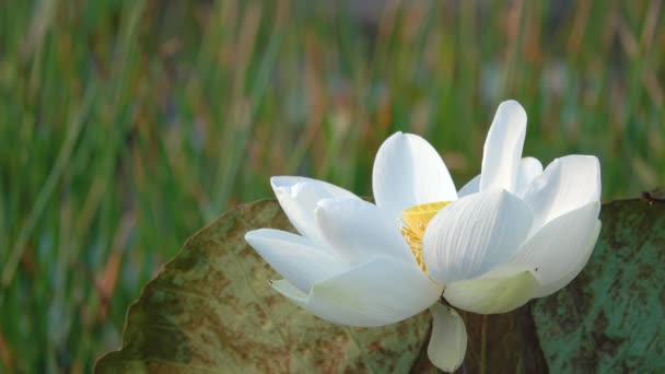 白い蓮の花 ロイヤリティ高品質無料映像素材集の白い蓮の花 背景は蓮の葉と白い蓮の花の池で黄色の蓮のつぼみです ベトナムの田園地帯に平和シーン — ストック動画