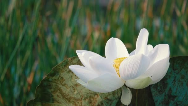 Fleur Lotus Blanche Redevance Images Libres Haute Qualité Une Fleur — Video