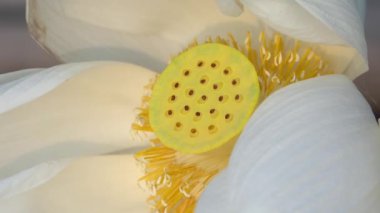 Beyaz lotus çiçeği. Lisanslı yüksek kaliteli ücretsiz stok görüntüleri beyaz lotus çiçeği. Arka plan lotus yaprağı ve beyaz lotus çiçeği ve sarı lotus tomurcuk içinde bir su birikintisi var. Barış sahne bir kırsal, Vietnam