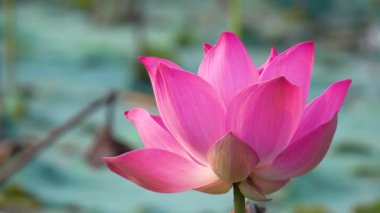 Pembe lotus çiçeği. Lisanslı yüksek kaliteli ücretsiz stok görüntüleri güzel pembe lotus çiçeği. Arka plan pembe lotus çiçek ve sarı lotus tomurcuk içinde bir su birikintisi var. Barış sahne bir kırsal kesimde