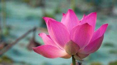 Pembe lotus çiçeği. Lisanslı yüksek kaliteli ücretsiz stok görüntüleri güzel pembe lotus çiçeği. Arka plan pembe lotus çiçek ve sarı lotus tomurcuk içinde bir su birikintisi var. Barış sahne bir kırsal kesimde