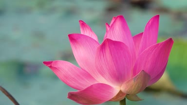 Pembe lotus çiçeği. Lisanslı yüksek kaliteli ücretsiz stok görüntüleri güzel pembe lotus çiçeği. Arka plan pembe lotus çiçek ve sarı lotus tomurcuk içinde bir su birikintisi var. Barış sahne bir kırsal kesimde