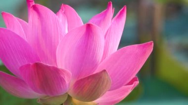 Pembe lotus çiçeği. Lisanslı yüksek kaliteli ücretsiz stok görüntüleri güzel pembe lotus çiçeği. Arka plan pembe lotus çiçek ve sarı lotus tomurcuk içinde bir su birikintisi var. Barış sahne bir kırsal kesimde
