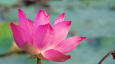 Pembe lotus çiçeği. Lisanslı yüksek kaliteli ücretsiz stok görüntüleri güzel pembe lotus çiçeği. Arka plan pembe lotus çiçek ve sarı lotus tomurcuk içinde bir su birikintisi var. Barış sahne bir kırsal kesimde