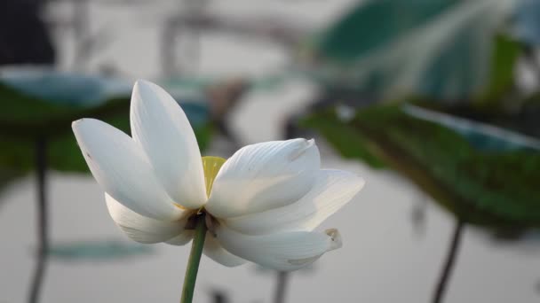 Fehér lótusz virág. Jogdíj kiváló minőségű ingyenes stock felvételek egy fehér lótusz virág. A háttérben az a lótusz levél, a fehér lótusz virág és a sárga lótusz bud a tóban. Béke jelenet egy vidéken, Vietnam