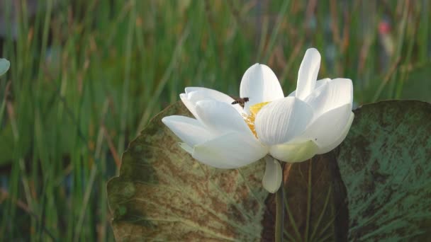 Квітки Білого Лотоса Роялті Високої Якості Відеоматеріал Квітки Білого Лотоса — стокове відео