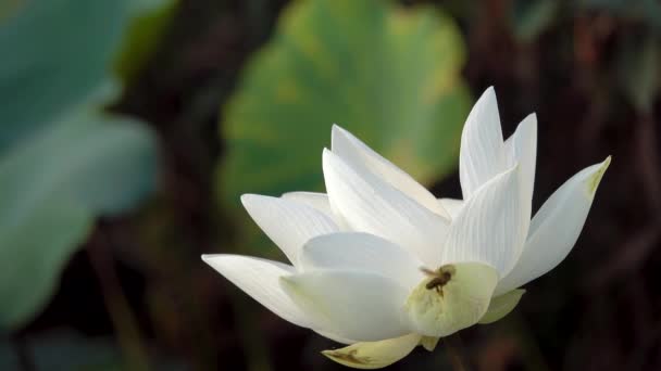 Flor Loto Blanco Realeza Material Archivo Alta Calidad Una Flor — Vídeos de Stock