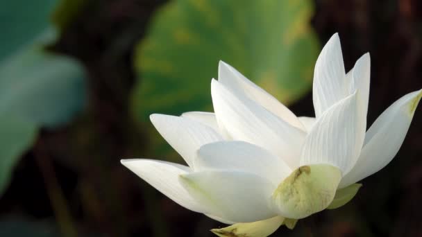 Witte Lotusbloem Royalty Hoge Kwaliteit Gratis Beeldmateriaal Van Een Witte — Stockvideo