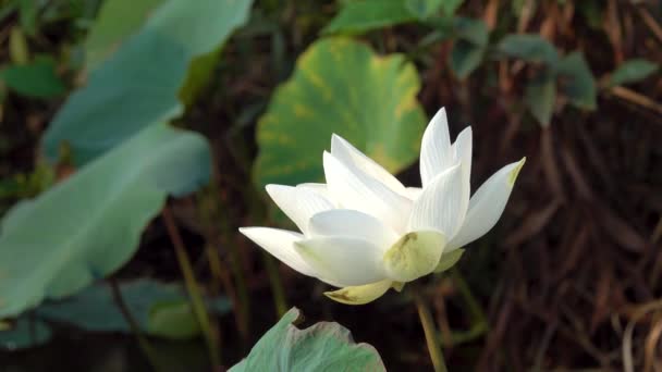 Flor Loto Blanco Realeza Material Archivo Alta Calidad Una Flor — Vídeo de stock