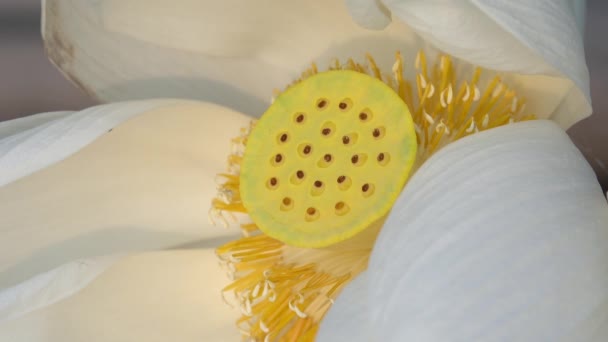 Flor Loto Blanco Realeza Material Archivo Alta Calidad Una Flor — Vídeo de stock