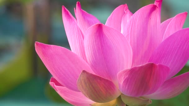 Pink Lotus Flower Royalty High Quality Free Stock Footage Beautiful — Stock Video