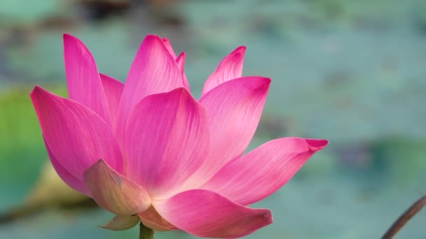 Pink Lotus Flower Royalty High Quality Free Stock Footage Beautiful — Stock Video