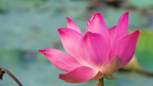 Růžový Lotos Flower Licencovaní Vysoce Kvalitní Bezplatné Stopáže Krásné Růžové — Stock video