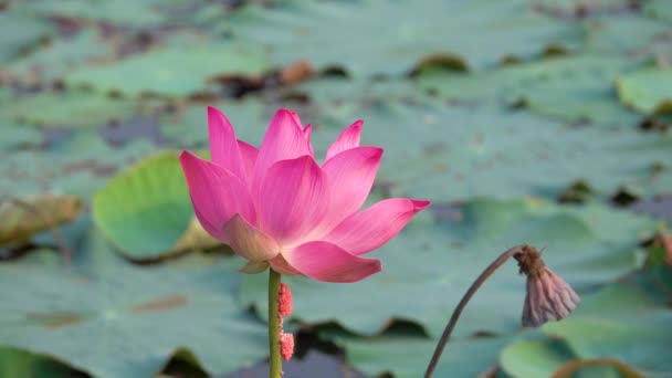 로터스 꽃입니다 로열티 로터스 배경은 로터스 연못에 노란색 평화는 시골에서 — 비디오