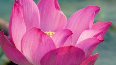 Pembe lotus çiçeği. Lisanslı yüksek kaliteli ücretsiz stok görüntüleri güzel pembe lotus çiçeği. Arka plan pembe lotus çiçek ve sarı lotus tomurcuk içinde bir su birikintisi var. Barış sahne bir kırsal kesimde