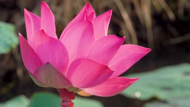 Pembe lotus çiçeği. Lisanslı yüksek kaliteli ücretsiz stok görüntüleri güzel pembe lotus çiçeği. Arka plan pembe lotus çiçek ve sarı lotus tomurcuk içinde bir su birikintisi var. Barış sahne bir kırsal kesimde
