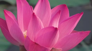 Pembe lotus çiçeği. Lisanslı yüksek kaliteli ücretsiz stok görüntüleri güzel pembe lotus çiçeği. Arka plan pembe lotus çiçek ve sarı lotus tomurcuk içinde bir su birikintisi var. Barış sahne bir kırsal kesimde