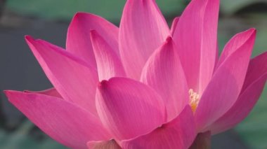 Pembe lotus çiçeği. Lisanslı yüksek kaliteli ücretsiz stok görüntüleri güzel pembe lotus çiçeği. Arka plan pembe lotus çiçek ve sarı lotus tomurcuk içinde bir su birikintisi var. Barış sahne bir kırsal kesimde
