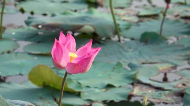 Pembe lotus çiçeği. Lisanslı yüksek kaliteli ücretsiz stok görüntüleri güzel pembe lotus çiçeği. Arka plan pembe lotus çiçek ve sarı lotus tomurcuk içinde bir su birikintisi var. Barış sahne bir kırsal kesimde