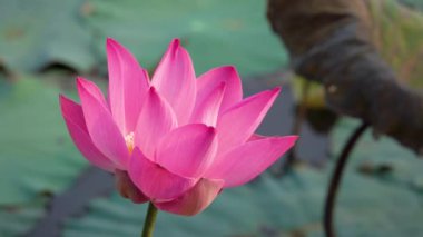 Pembe lotus çiçeği. Lisanslı yüksek kaliteli ücretsiz stok görüntüleri güzel pembe lotus çiçeği. Arka plan pembe lotus çiçek ve sarı lotus tomurcuk içinde bir su birikintisi var. Barış sahne bir kırsal kesimde
