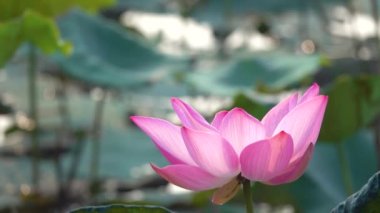 Pembe lotus çiçeği. Lisanslı yüksek kaliteli ücretsiz stok görüntüleri güzel pembe lotus çiçeği. Arka plan pembe lotus çiçek ve sarı lotus tomurcuk içinde bir su birikintisi var. Barış sahne bir kırsal kesimde