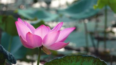 Pembe lotus çiçeği. Lisanslı yüksek kaliteli ücretsiz stok görüntüleri güzel pembe lotus çiçeği. Arka plan pembe lotus çiçek ve sarı lotus tomurcuk içinde bir su birikintisi var. Barış sahne bir kırsal kesimde