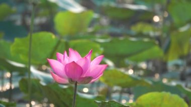 Pembe lotus çiçeği. Lisanslı yüksek kaliteli ücretsiz stok görüntüleri güzel pembe lotus çiçeği. Arka plan pembe lotus çiçek ve sarı lotus tomurcuk içinde bir su birikintisi var. Barış sahne bir kırsal kesimde