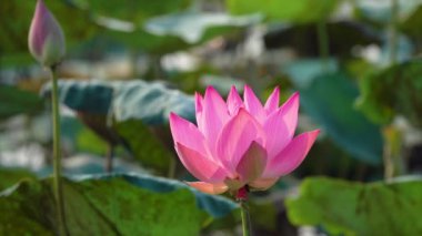 Pembe lotus çiçeği. Lisanslı yüksek kaliteli ücretsiz stok görüntüleri güzel pembe lotus çiçeği. Arka plan pembe lotus çiçek ve sarı lotus tomurcuk içinde bir su birikintisi var. Barış sahne bir kırsal kesimde
