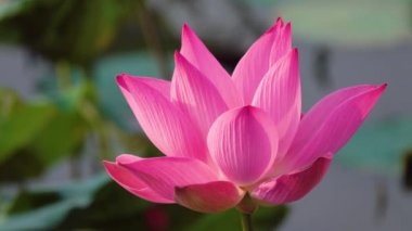 Pembe lotus çiçeği. Lisanslı yüksek kaliteli ücretsiz stok görüntüleri güzel pembe lotus çiçeği. Arka plan pembe lotus çiçek ve sarı lotus tomurcuk içinde bir su birikintisi var. Barış sahne bir kırsal kesimde