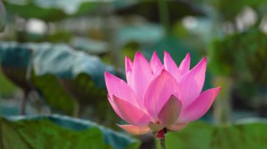Pembe lotus çiçeği. Lisanslı yüksek kaliteli ücretsiz stok görüntüleri güzel pembe lotus çiçeği. Arka plan pembe lotus çiçek ve sarı lotus tomurcuk içinde bir su birikintisi var. Barış sahne bir kırsal kesimde