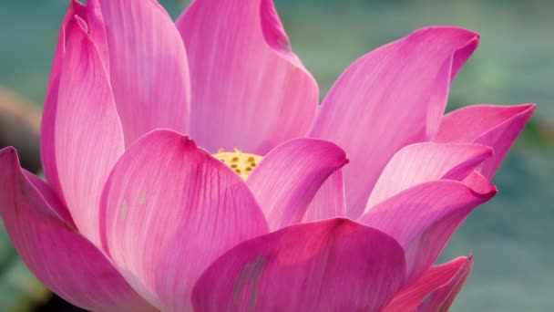 Pink Lotus Flower Royalty High Quality Free Stock Footage Beautiful — Stock Video