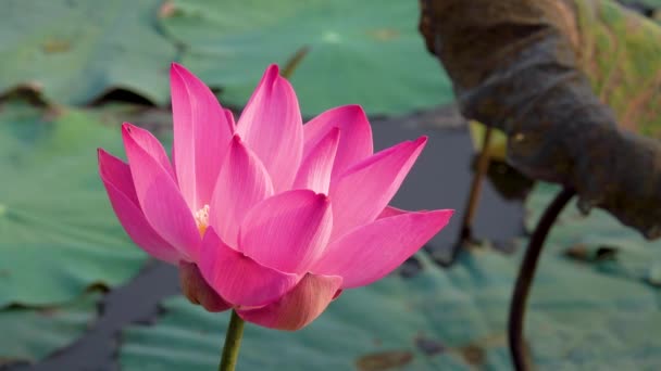 ピンクの蓮の花 ロイヤリティ高品質無料映像素材集美しいピンクの蓮の花 背景は ピンクの蓮の花と池の黄色い蓮のつぼみです 田舎で平和シーン — ストック動画