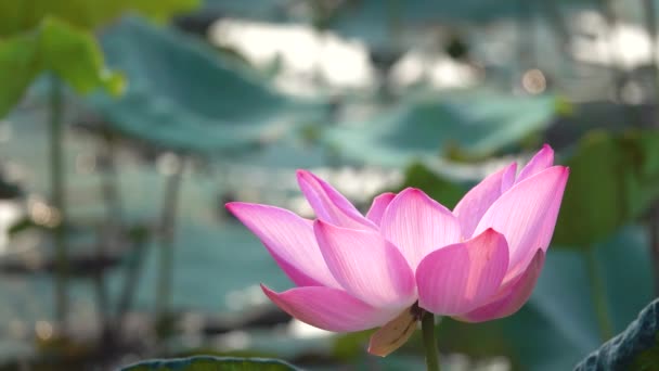 ピンクの蓮の花 ロイヤリティ高品質無料映像素材集美しいピンクの蓮の花 背景は ピンクの蓮の花と池の黄色い蓮のつぼみです 田舎で平和シーン — ストック動画