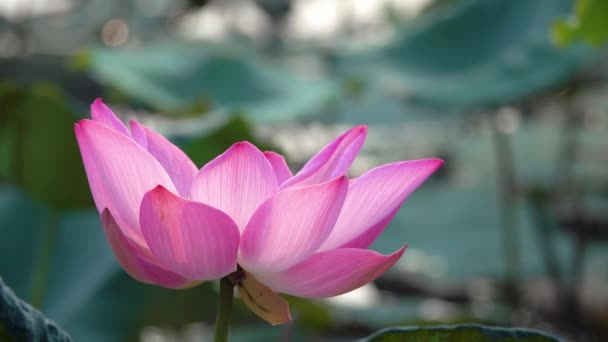 ピンクの蓮の花 ロイヤリティ高品質無料映像素材集美しいピンクの蓮の花 背景は ピンクの蓮の花と池の黄色い蓮のつぼみです 田舎で平和シーン — ストック動画