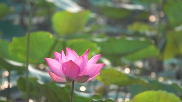 Flor Lótus Rosa Imagens Gratuitas Alta Qualidade Royalty Uma Bela — Vídeo de Stock