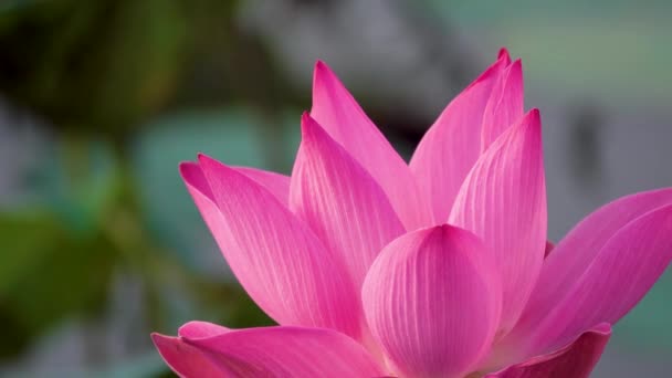 Pink Lotus Flower Royalty High Quality Free Stock Footage Beautiful — Stock Video