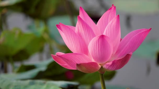 Pink Lotus Flower Royalty High Quality Free Stock Footage Beautiful — Stock Video