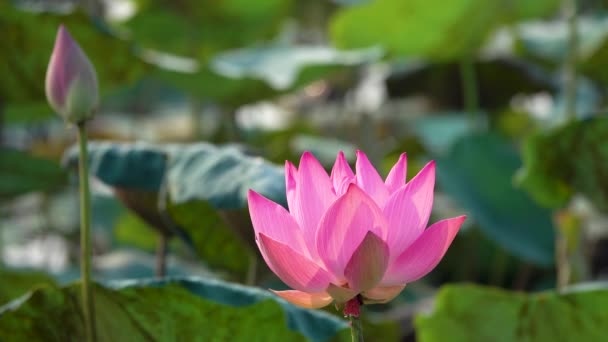 Fleur Lotus Rose Redevance Images Libres Haute Qualité Une Belle — Video