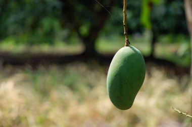 Lisanslı yüksek kaliteli ücretsiz stok görüntü yeşil mango meyve ağacı üzerinde. Mango ile lots-in vitamin besleyici bir gıda, yeşil mango çok ekşi