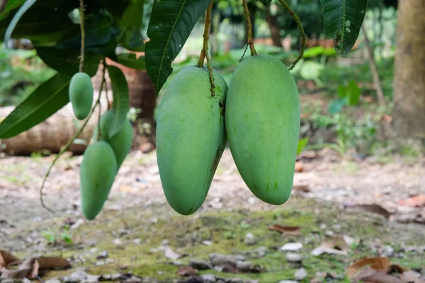 Lisanslı yüksek kaliteli ücretsiz stok görüntü yeşil mango meyve ağacı üzerinde. Mango ile lots-in vitamin besleyici bir gıda, yeşil mango çok ekşi
