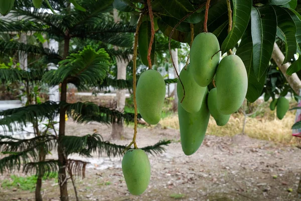 Royalty High Quality Free Stock Image Green Mango Tree Orchard — Stock Photo, Image