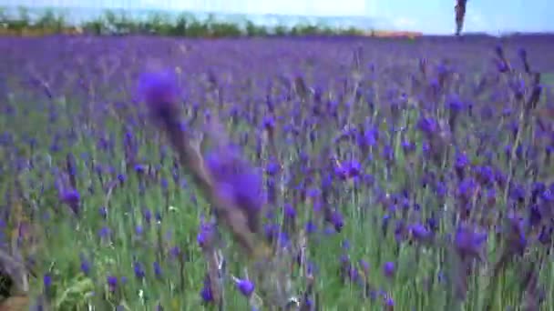 Bellissimo Campo Fiori Lavanda Foto Stock Campo Fiori Lavanda Una — Video Stock