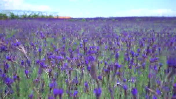 Hermoso Campo Flores Lavanda Foto Stock Campo Flores Lavanda Día — Vídeo de stock