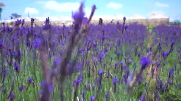 Piękna Lawenda Kwiat Pole Zdjęcie Pola Kwiatów Lawendy Słoneczny Dzień — Wideo stockowe