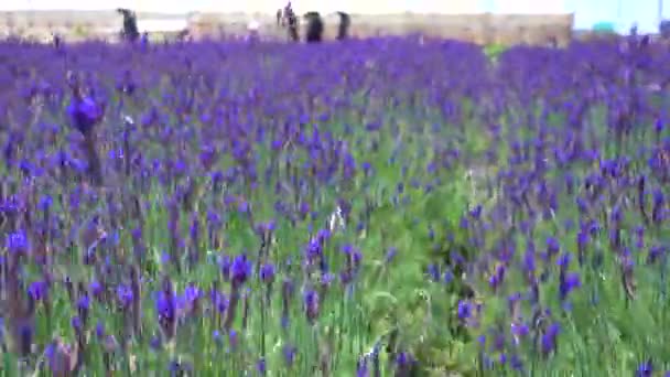 Piękna Lawenda Kwiat Pole Zdjęcie Pola Kwiatów Lawendy Słoneczny Dzień — Wideo stockowe