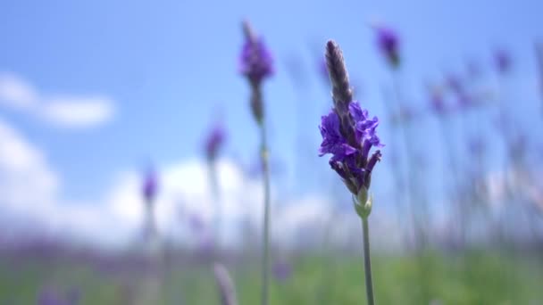 Красиві Lavender Сфера Квітки Запас Фото Поле Квіти Лаванди Сонячний — стокове відео