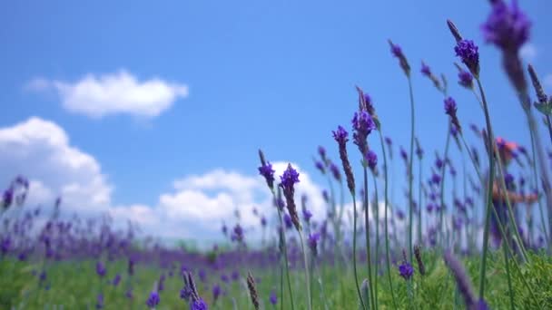 Bellissimo Campo Fiori Lavanda Foto Stock Campo Fiori Lavanda Nella — Video Stock