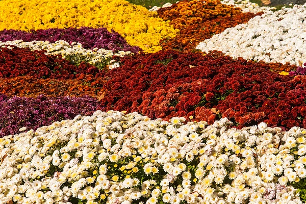 Fond de chrysanthèmes frais colorés sur une journée ensoleillée — Photo