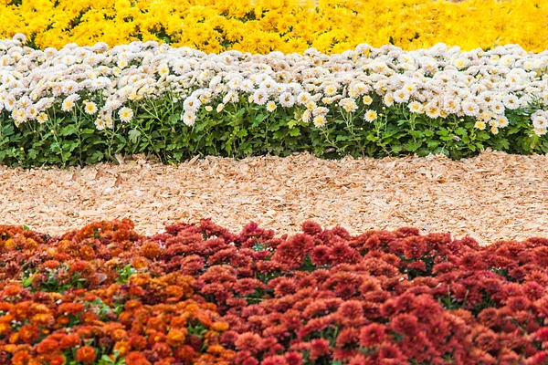 Fond de chrysanthèmes frais colorés sur une journée ensoleillée — Photo